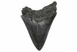 Fossil Megalodon Tooth - South Carolina #346177-1